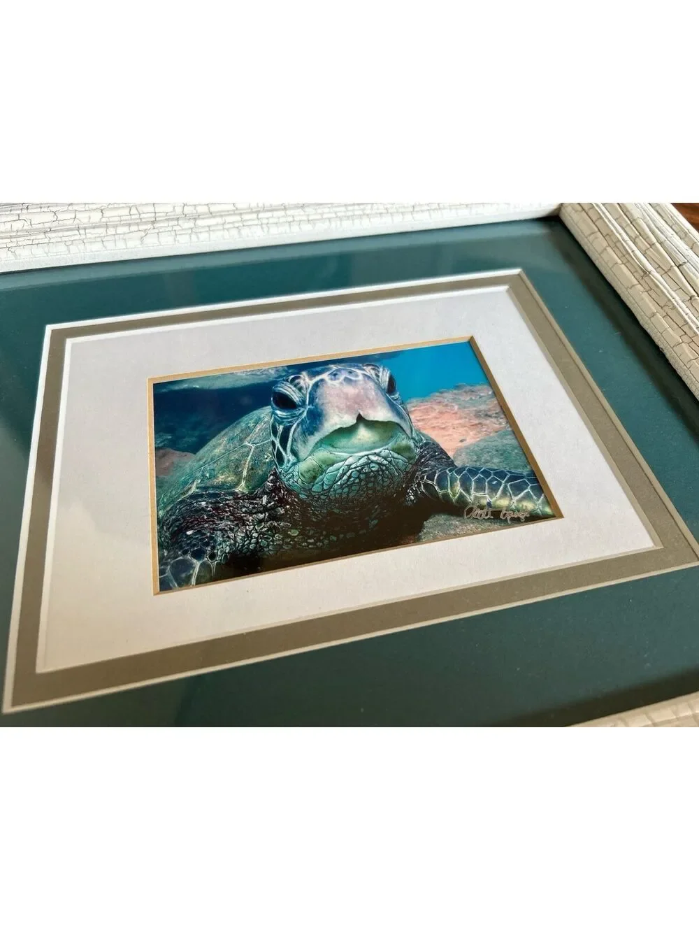 Framed Sea Turtle Photograph with Textured White Frame and Green Matting